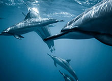 【直播】李九回复弹幕谁是KPL第一打野：钟意，我不怕被剪辑，毋庸置疑